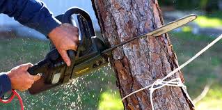 Best Tree Removal  in Strafford, MO