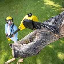 Best Grass Overseeding  in Strafford, MO