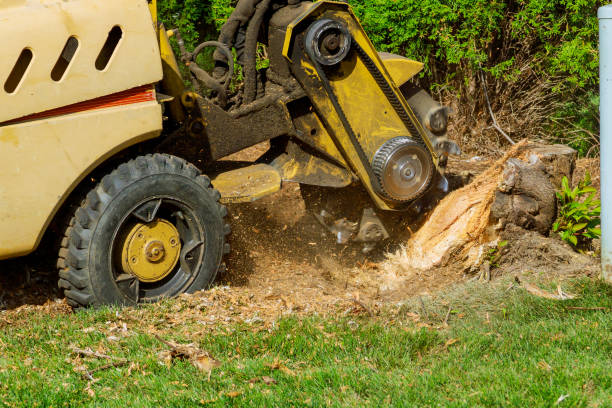 Best Arborist Consultation Services  in Strafford, MO