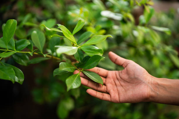 Best Tree Preservation Services  in Strafford, MO