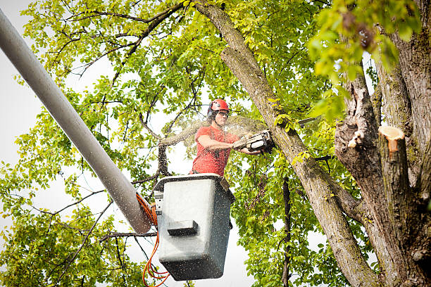 Best Tree and Shrub Care  in Strafford, MO
