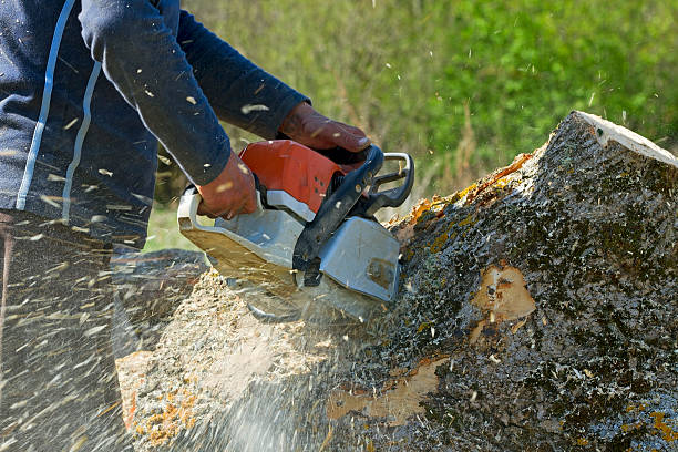 Best Tree Health Inspection  in Strafford, MO